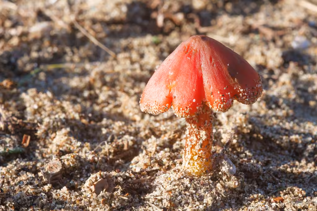 Hygrophore faux conique, photo 2 sur 5