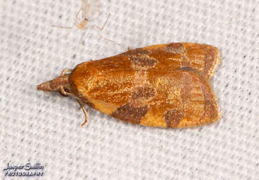 Spring Dead-leaf Roller Moth, photo 3 sur 5