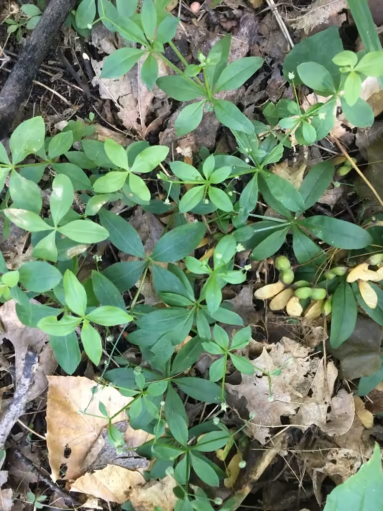 Licorice bedstraw, In fruit