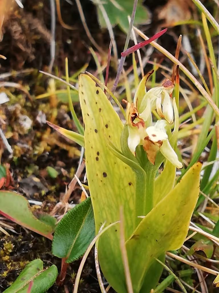 Platanthère hyperboréale, En fleurs