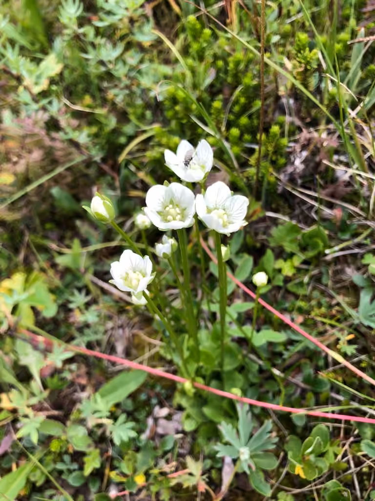 Smallflower grass of Parnassus, Flower buds