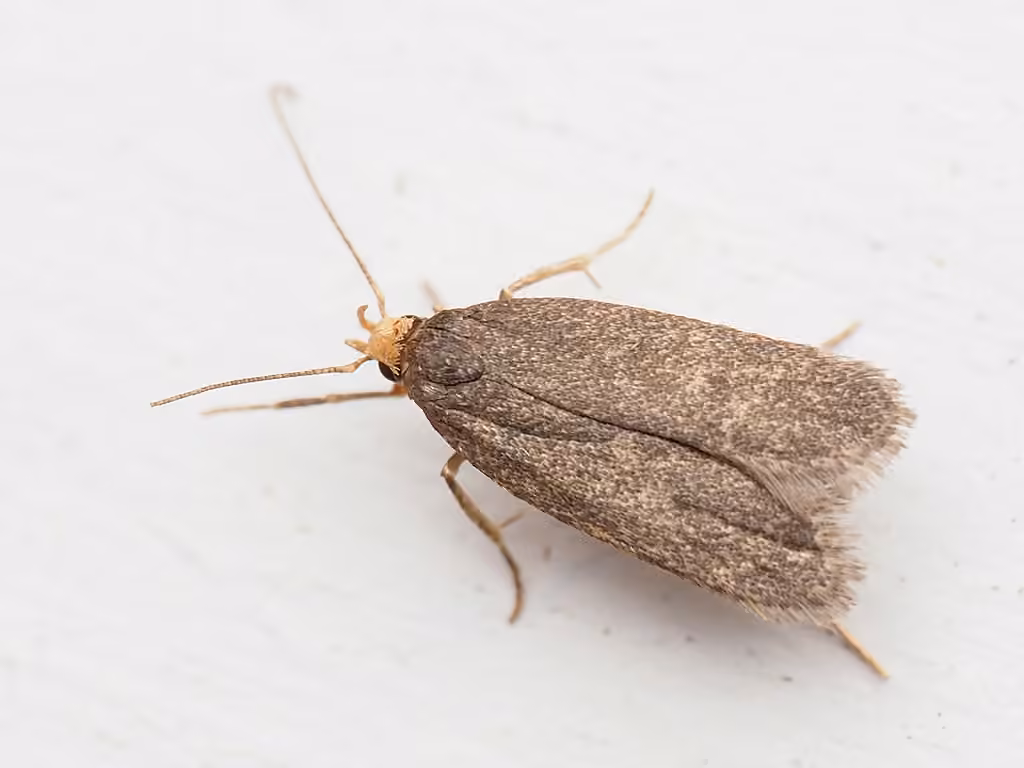 Glyphidocera lithodoxa, Adulte