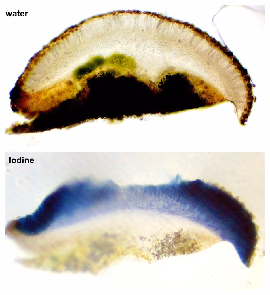Cliostome de Griffith, photo 2 sur 5