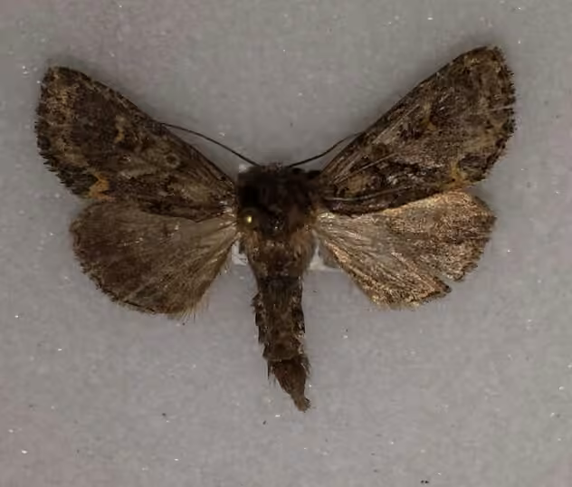 Emerald-dusted Sallow, Adulte