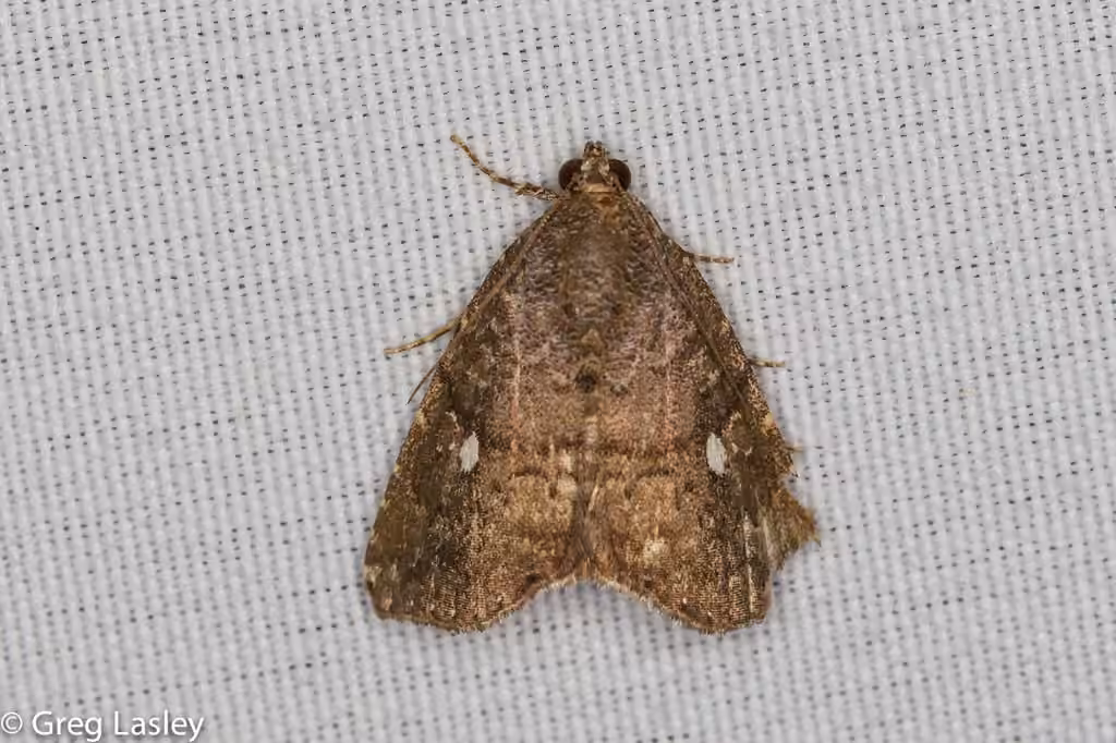 Hook-tipped Amyna Moth, photo 2 of 5