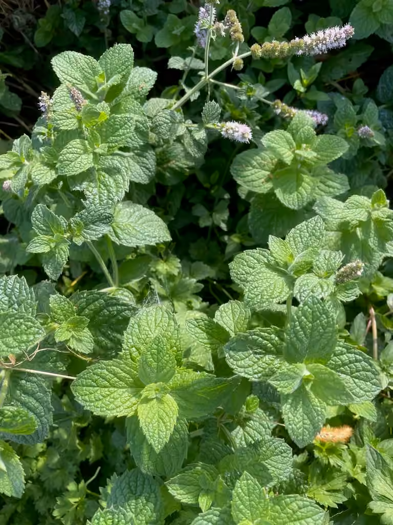 Menthe à feuilles rondes, En fleurs