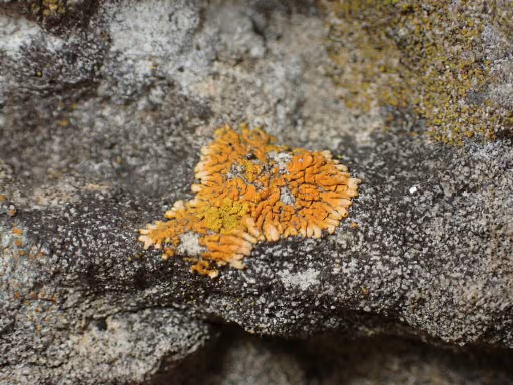 Caloplaque rousse, photo 3 sur 5