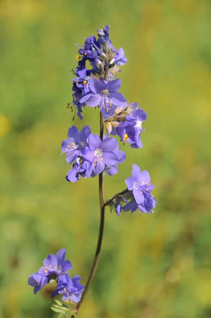 Polémoine bleue