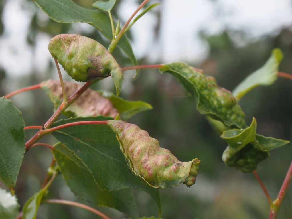 Poplar-Buttercup Gall Aphid, photo 1 of 5