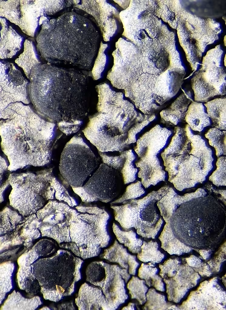 Lecidea lichen, photo 1 of 5