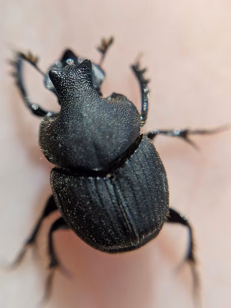 Scooped Scarab, Male