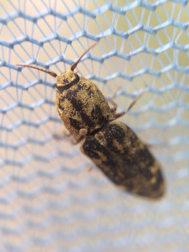 Short-horned Click Beetle, photo 3 of 5