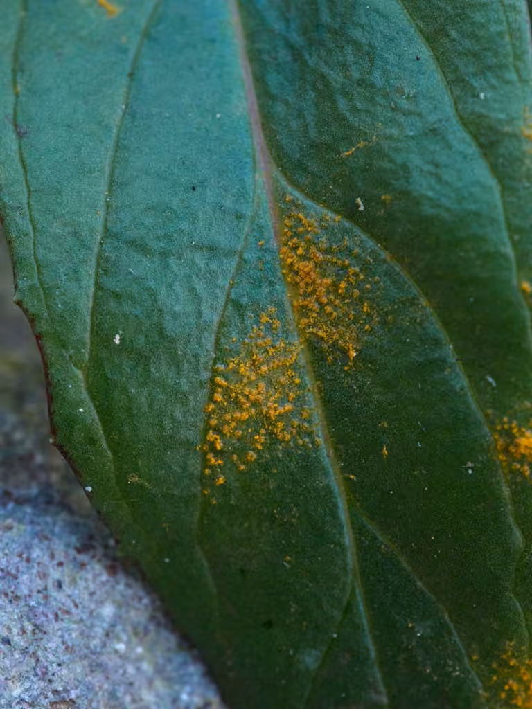 Pucciniastrum pustulatum, photo 3 sur 5