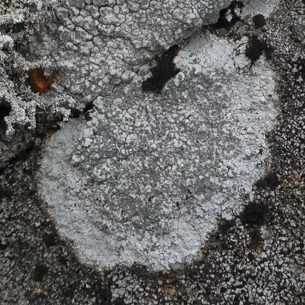Boulder Lichen, photo 1 of 5