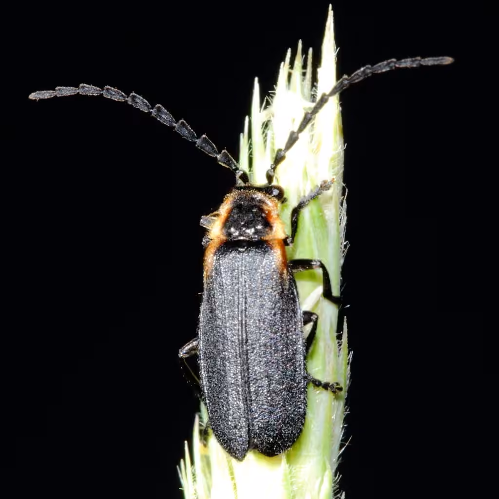 Wide-horned Soldier Beetle, Adult