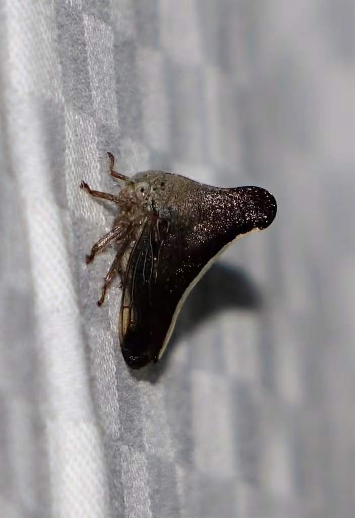 Glossonotus univittatus, photo 2 sur 5