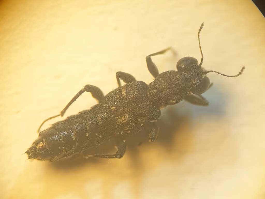 Rove beetle, Male