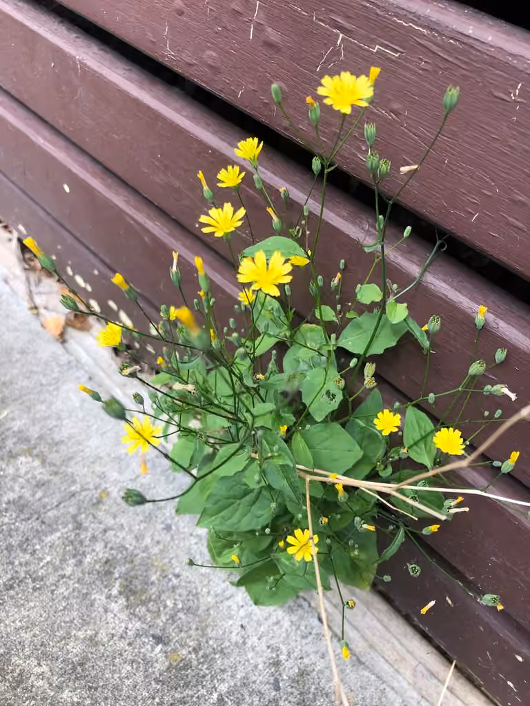Common nipplewort, Flower buds