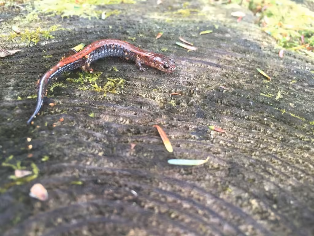 Salamandre cendrée, Œufs