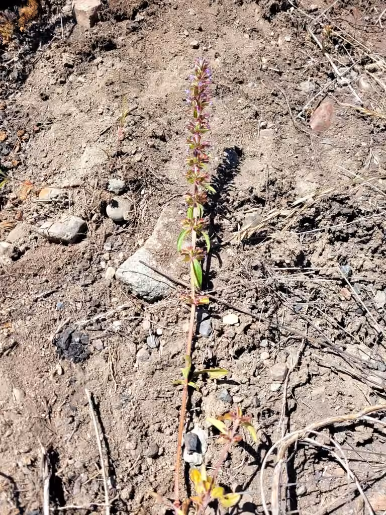 Dracocéphale à fleurs de thym, En fleurs