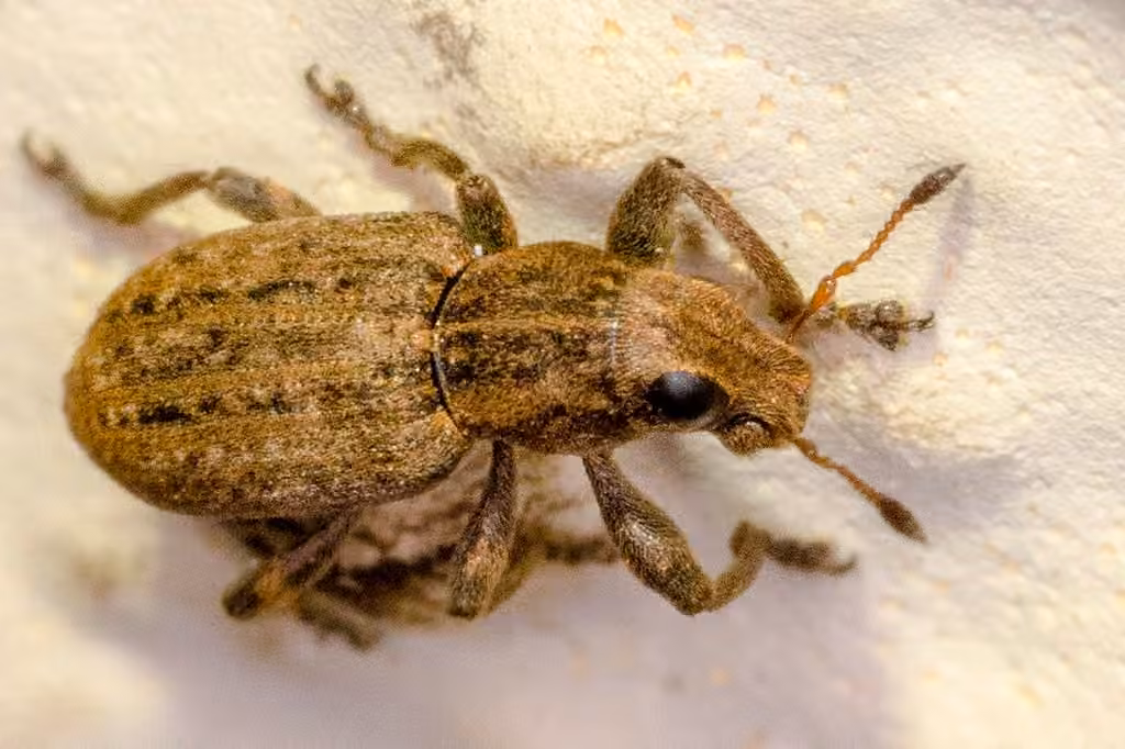 Clover root weevil, photo 1 of 5
