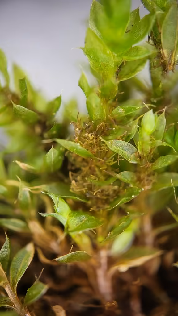 Bryum chevelu, photo 1 sur 5