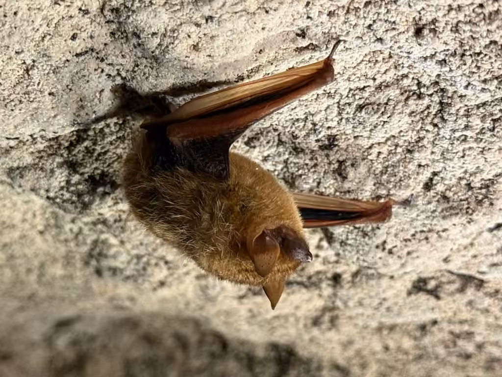 Pipistrelle de l'Est, photo 2 sur 5