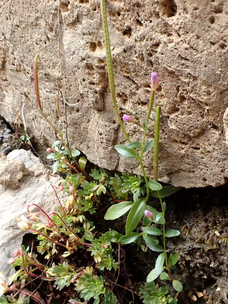 Pimpernel willowherb, In fruit
