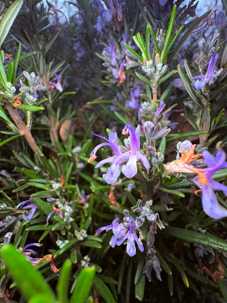 Rosemary, photo 1 of 5