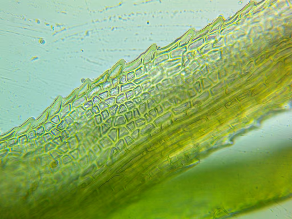 Condensed dicranum moss, photo 3 of 5