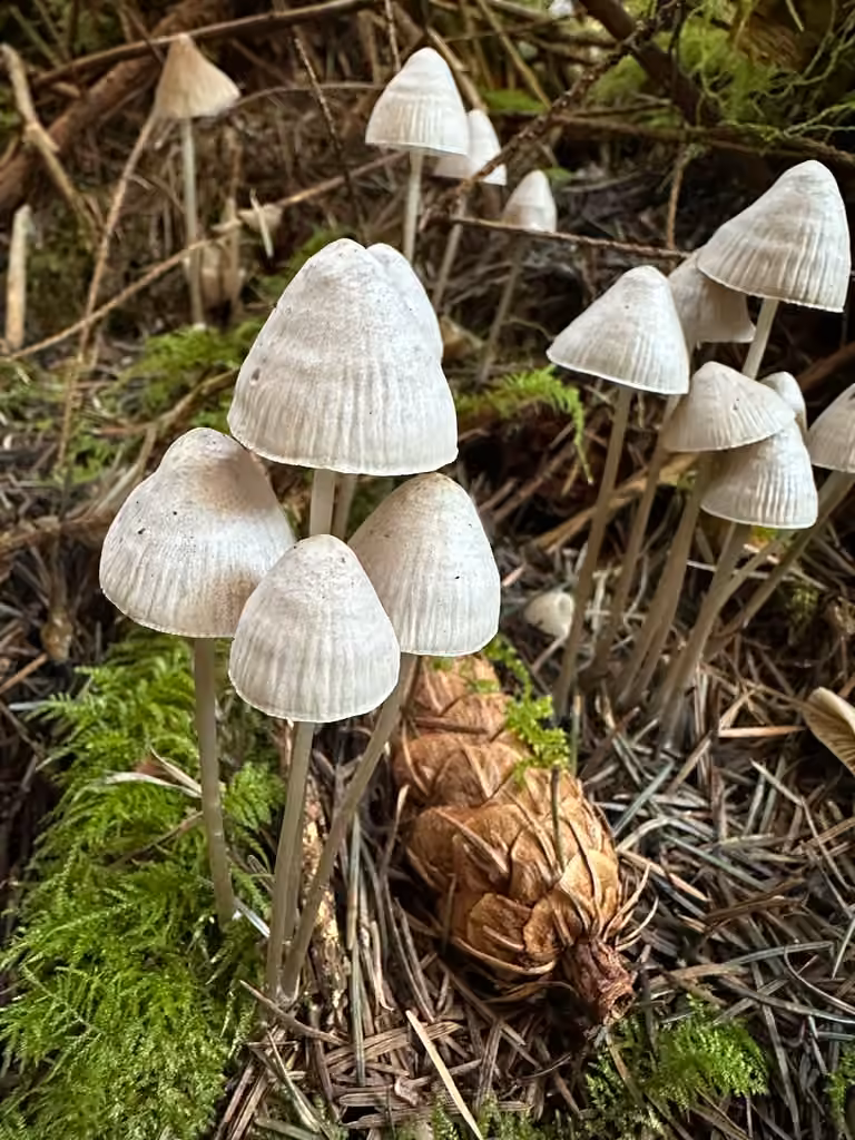 Mycène robuste, photo 2 of 5