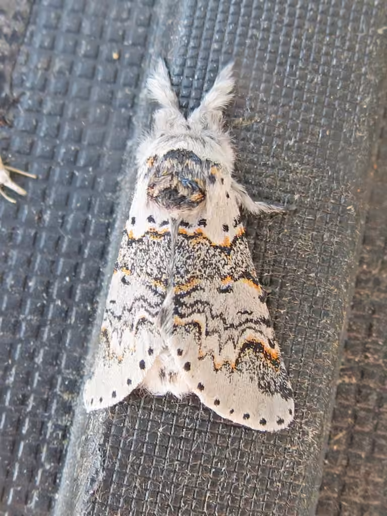 Western Furcula Moth