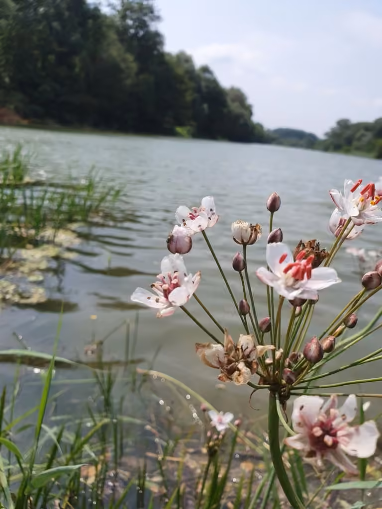 Flowering rush, In flower