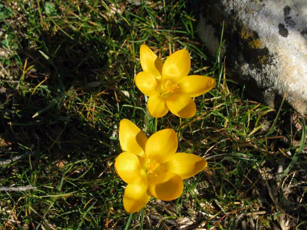 Golden Crocus