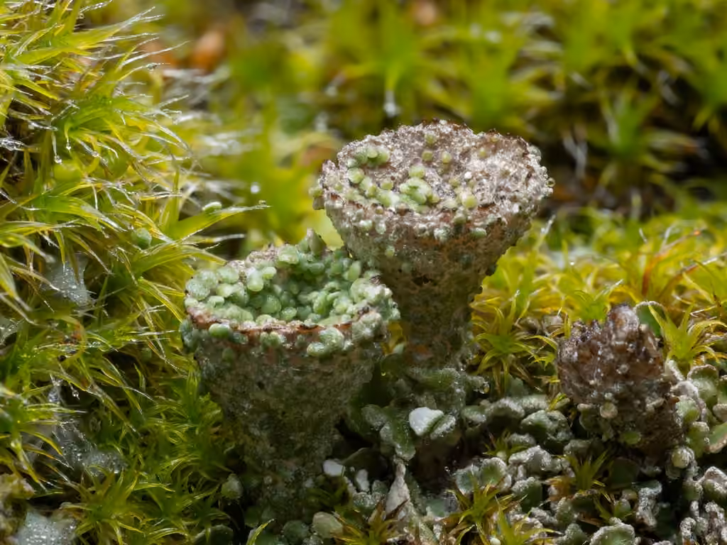 Cladonie à pyxides, photo 1 sur 5
