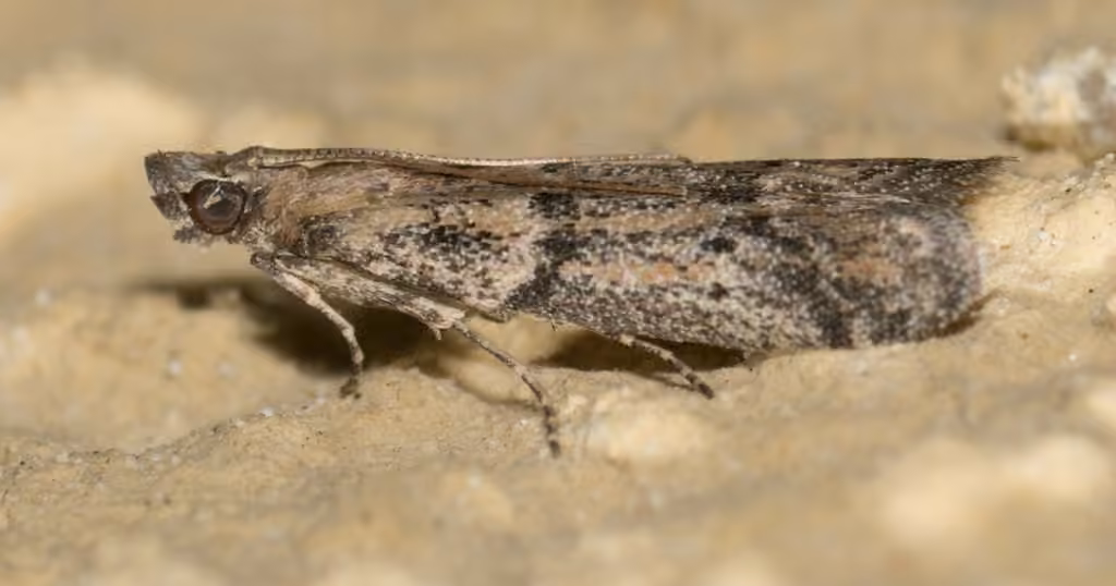 Dusky Raisin Moth, photo 3 sur 5