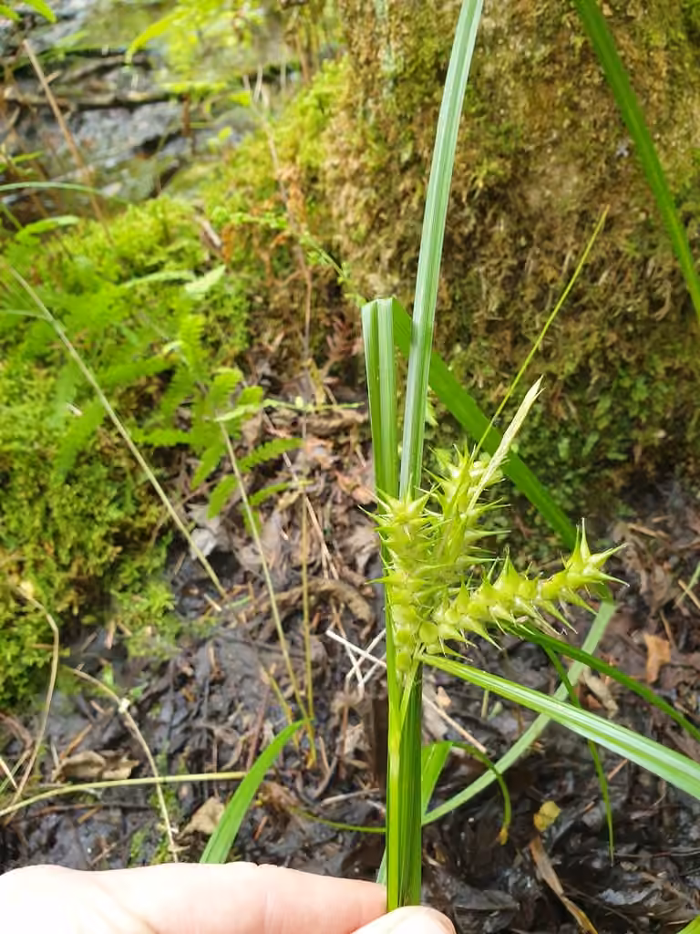 Carex macounii, photo 3 sur 5