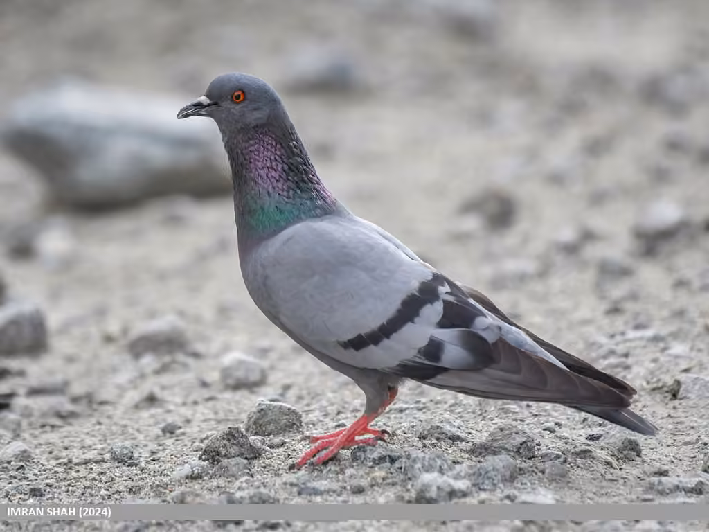 Pigeon biset, photo 1 sur 5