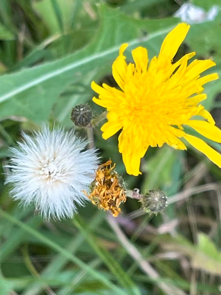 Field sow-thistle, In flower