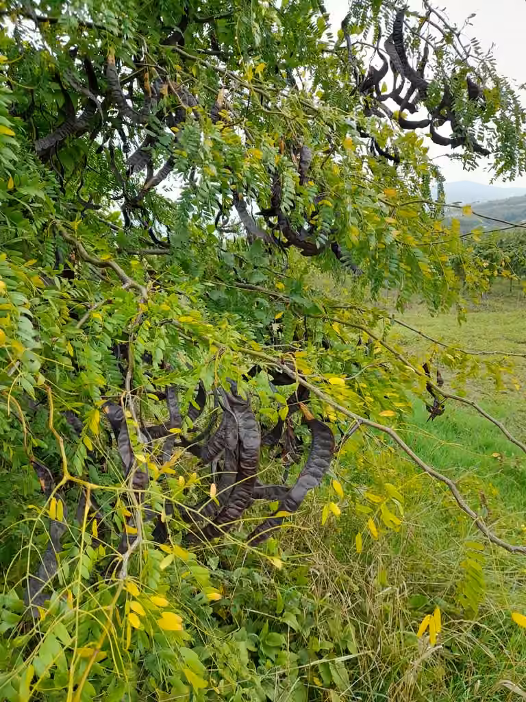Févier épineux, En fruits