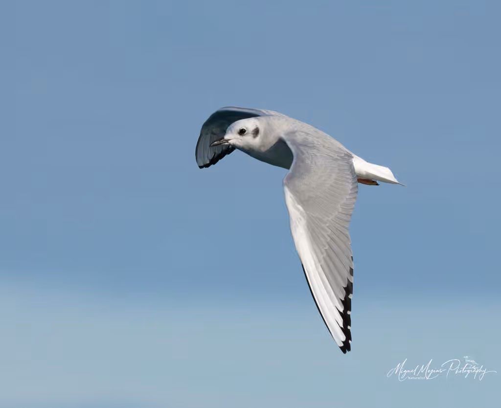 Mouette de Bonaparte, photo 3 sur 5