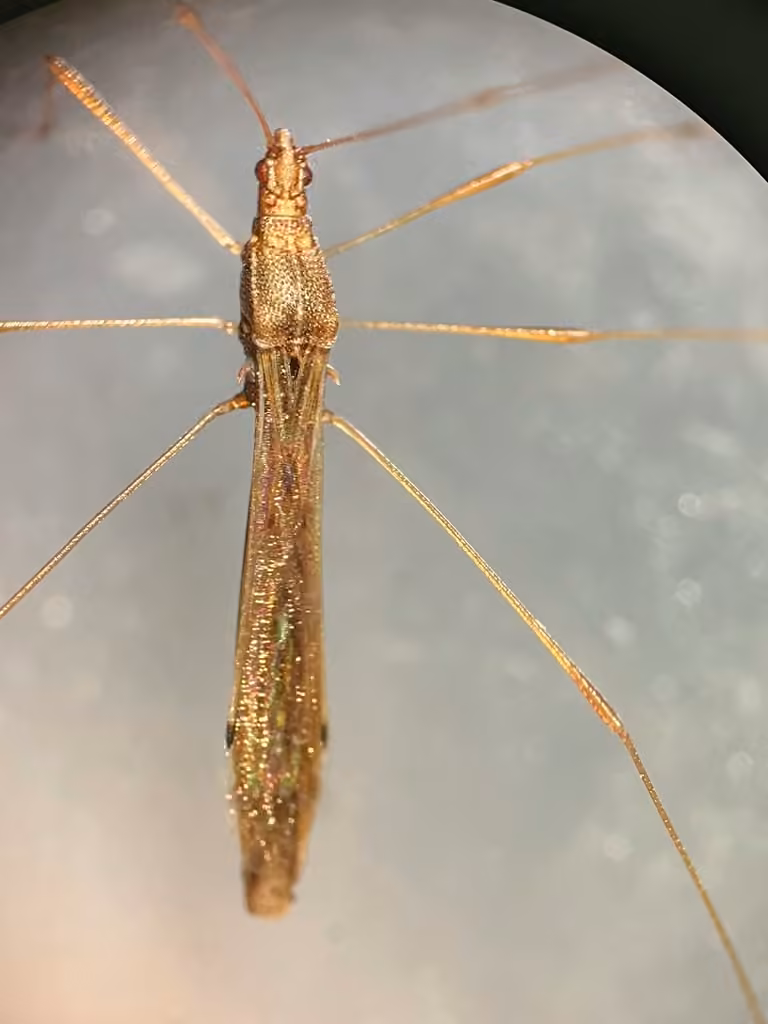 Spined Stilt Bug, photo 3 sur 5
