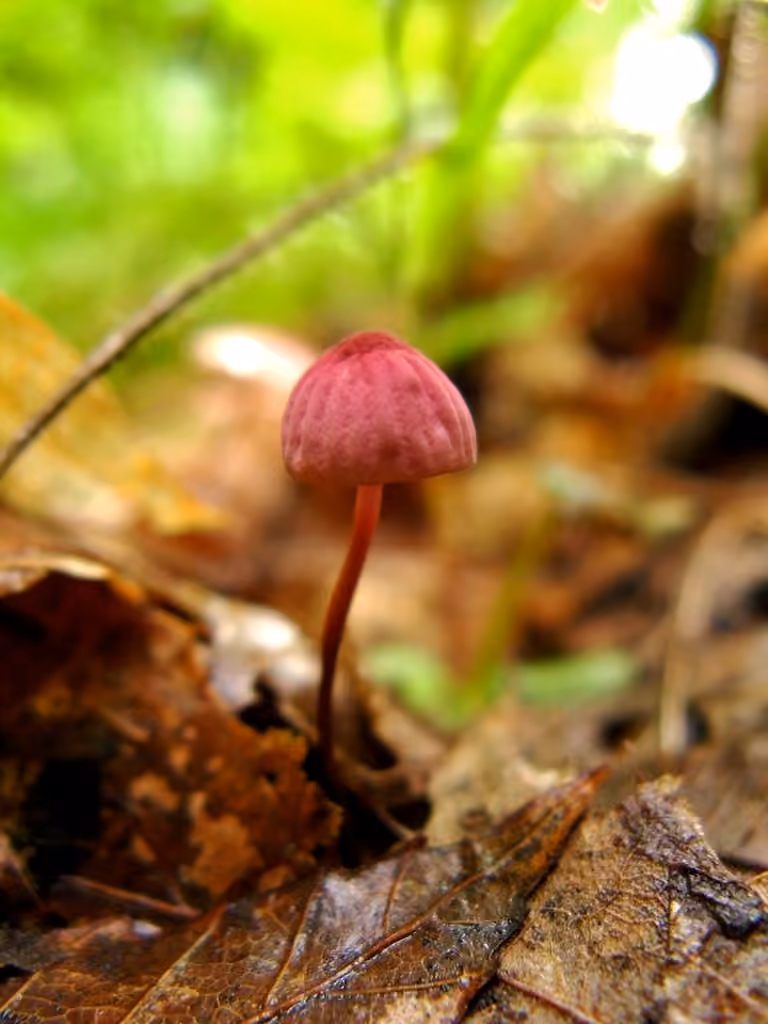 Rosy parachute, photo 1 of 5