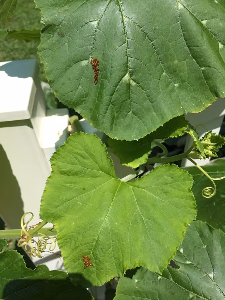 Punaise de la courge, Œufs