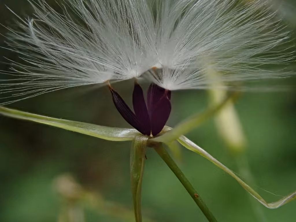 Laitue des murailles, En fleurs