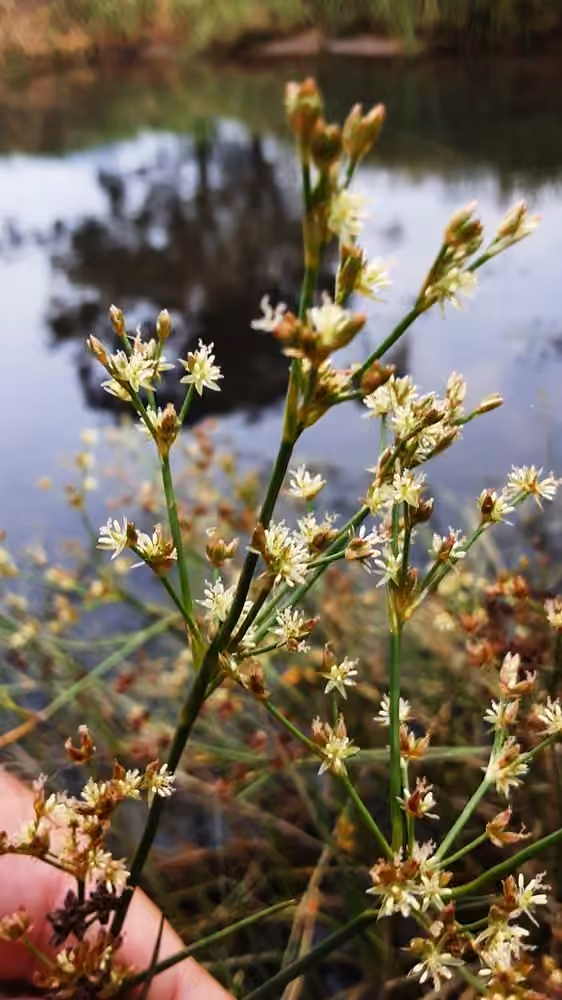Jointed rush, In flower