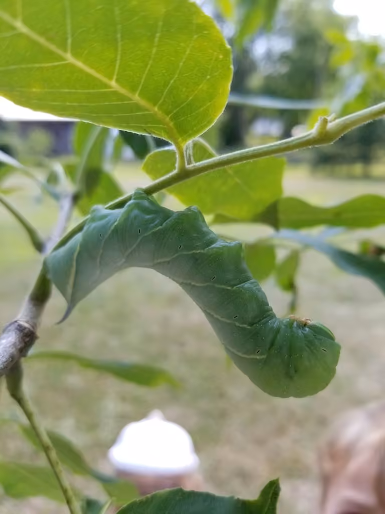 Sphinx du frêne, photo 3 sur 5