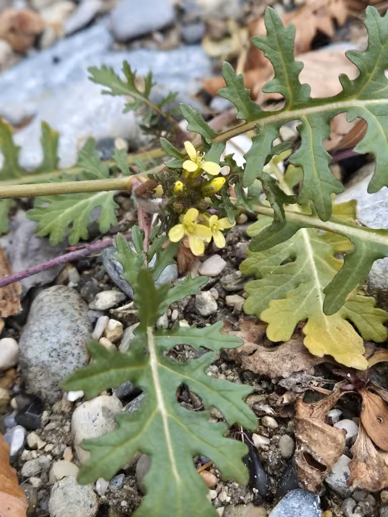 Common dogmustard, photo 1 of 5