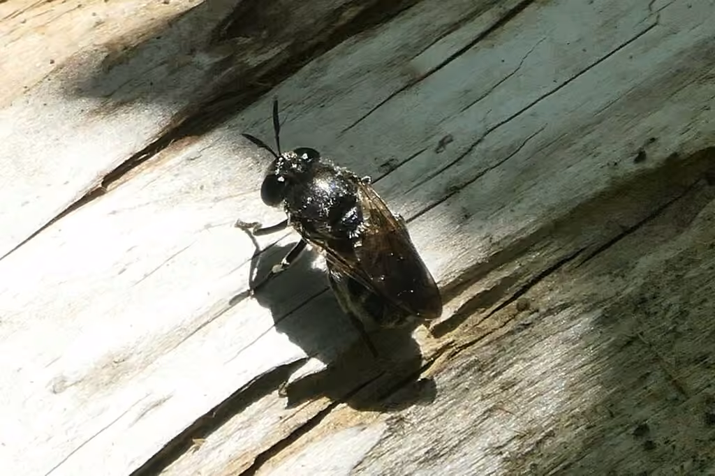 Long-horned Ant Fly, photo 2 of 5