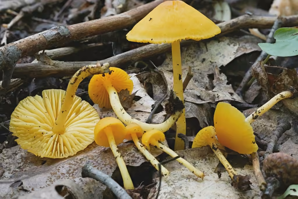 Humidicutis auratocephala, photo 1 sur 5